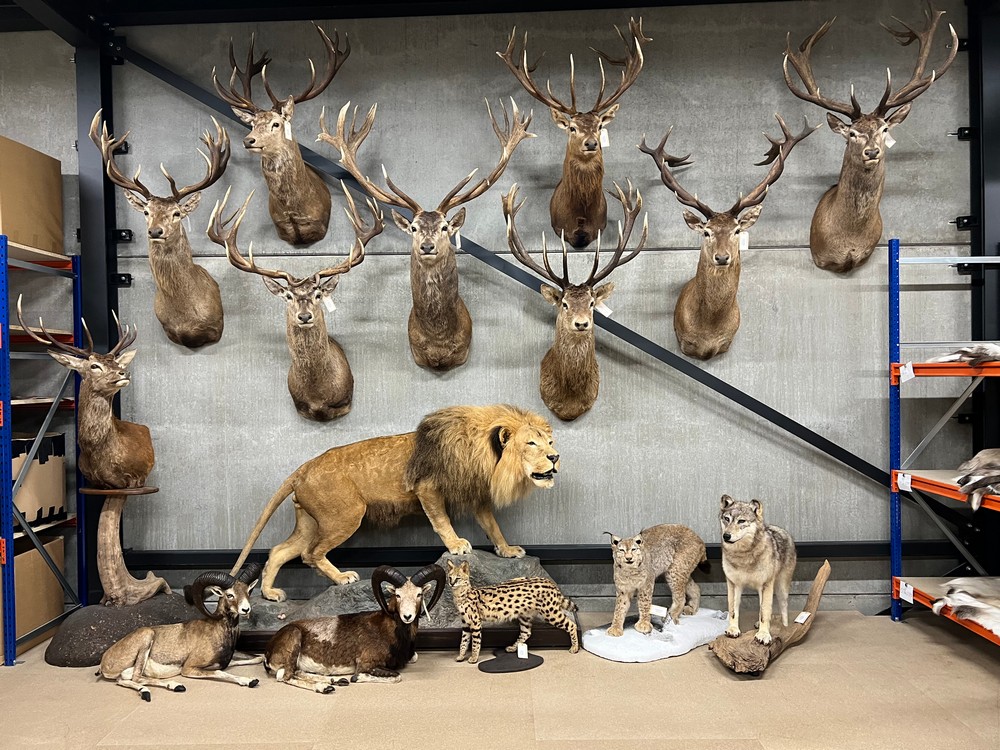 Taxidermie By Max